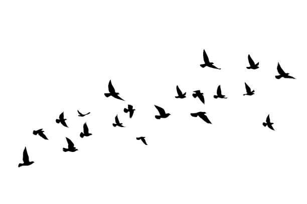 vol oiseaux